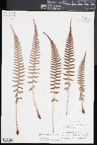 Blechnum appendiculatum image