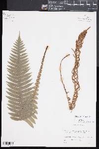 Blechnum lanceola image