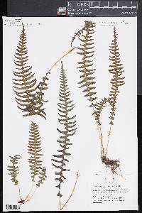 Blechnum polypodioides image