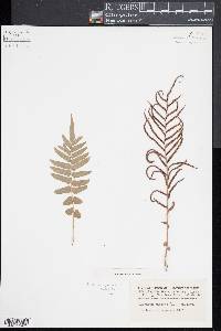 Blechnum procerum image