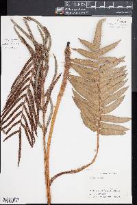 Blechnum schiedeanum image