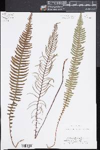 Blechnum spicant image