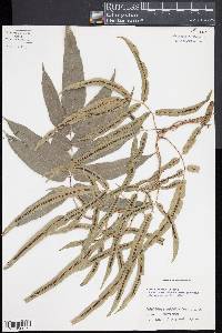 Salpichlaena volubilis image