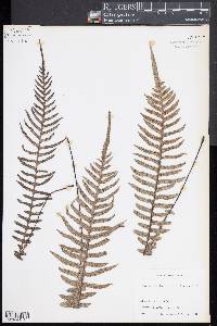 Doodia aspera image