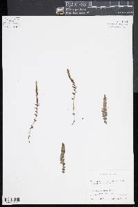 Doodia caudata image