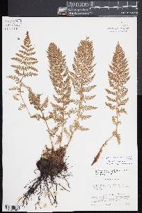 Athyrium americanum image