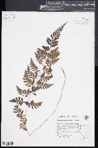 Athyrium anisopterum image