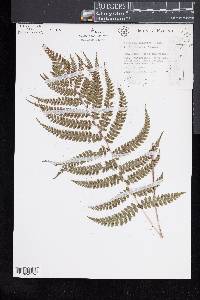 Athyrium delavayi image