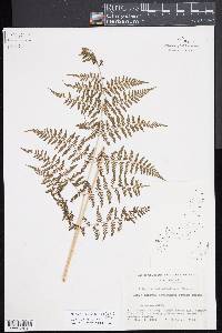 Diplazium deltoideum image