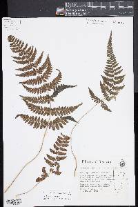 Athyrium epirachis image