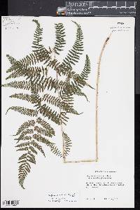 Athyrium asplenoides image