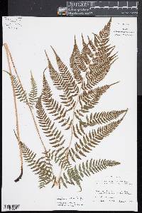 Athyrium asplenoides image