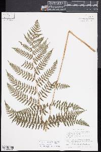 Athyrium asplenoides image