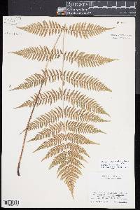 Athyrium asplenoides image