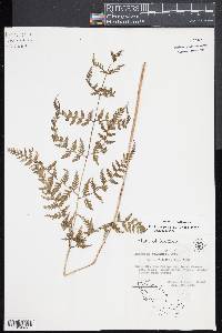 Athyrium palmense image