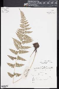Athyrium strigillosum image