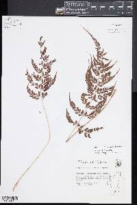 Athyrium tejeroi image