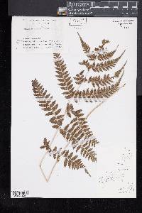 Athyrium vidalii image