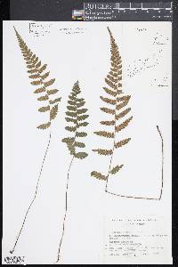 Deparia conilii image