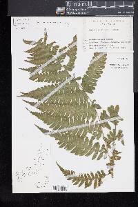 Deparia unifurcata image