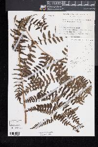 Cornopteris christenseniana image