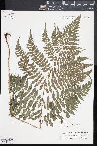 Cornopteris crenulatoserrulata image