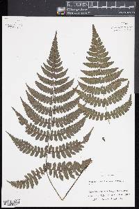 Cornopteris decurrenti-alata image