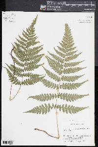 Diplazium australe image
