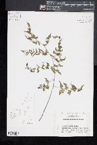 Diplazium bittyuense image