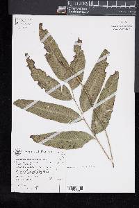 Diplazium donianum image