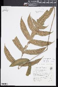 Deparia formosana image
