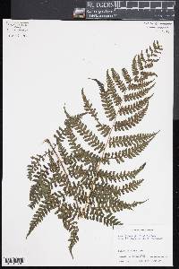 Diplazium hians image