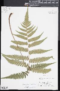 Deparia japonica image