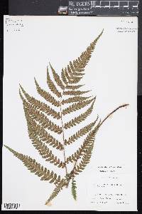 Deparia petersenii image