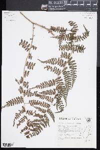 Diplazium kawakamii image