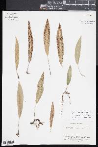 Deparia lancea image