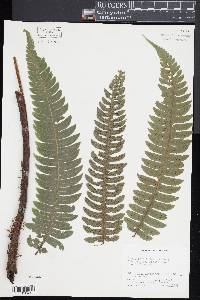Diplazium lindbergii image