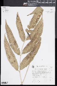 Diplazium lobatum image