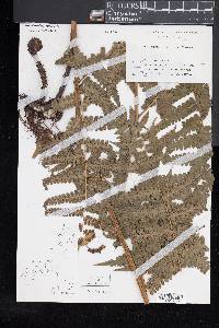Diplazium nipponicum image