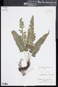 Diplazium riedelianum image