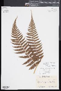 Diplazium sandwichianum image