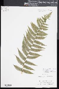 Diplazium sandwichianum image