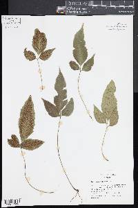 Diplazium ternatum image