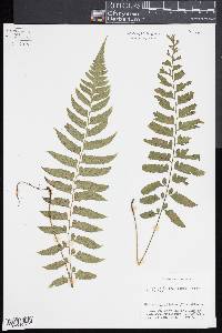 Diplazium unilobum image