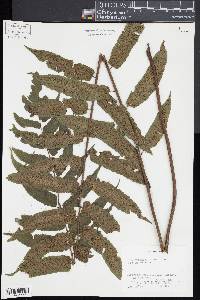 Diplazium urticifolium image