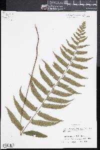Diplazium wichurae image