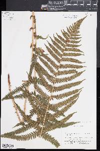 Oreopteris limbosperma image