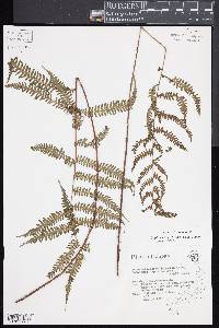 Parathelypteris japonica image