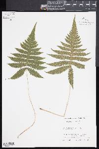 Phegopteris connectilis image