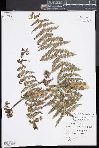 Phegopteris keraudreniana image